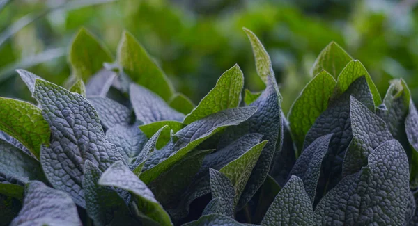                                Bitkinin büyük yaprakları ve çok sayıda yaprakları var.