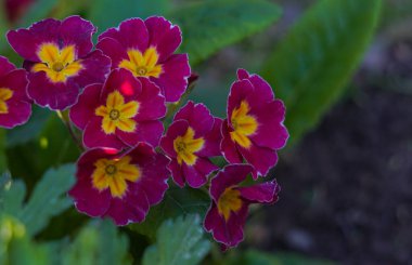                        Kırmızı çiçekler açıldı, kurutucu çiçekler açıldı.        