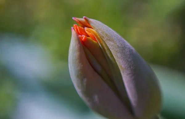 Unopened Tulip Buds Open Soon — Photo