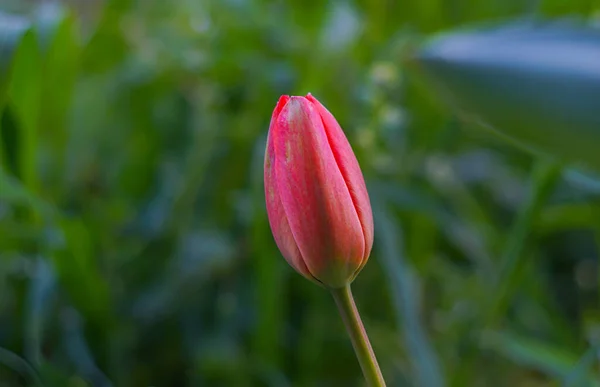 Unopened Tulip Buds Open Soon — Photo