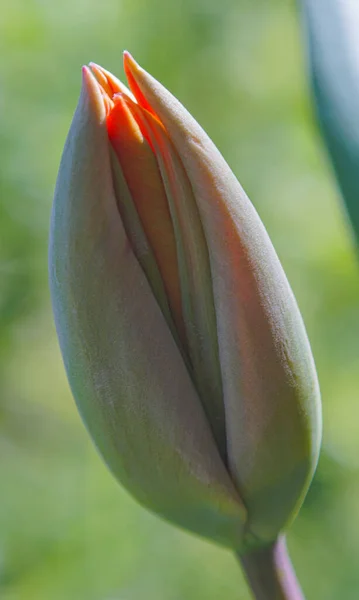 Unopened Tulip Buds Open Soon — Photo