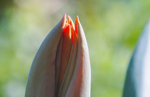 Bud Tulipani Aperti Apriranno Presto — Foto Stock