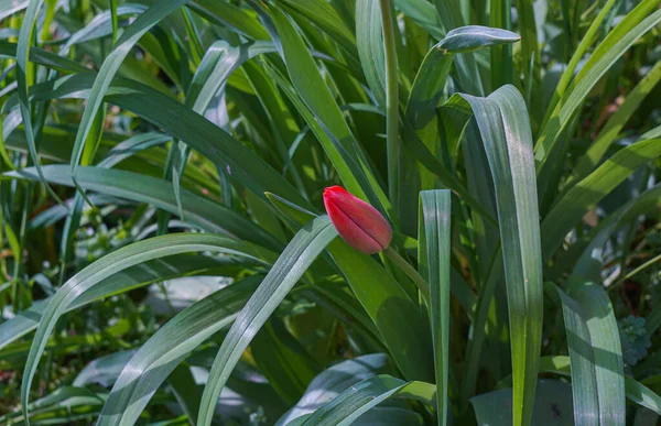 Unopened Tulip Buds Open Soon — Photo