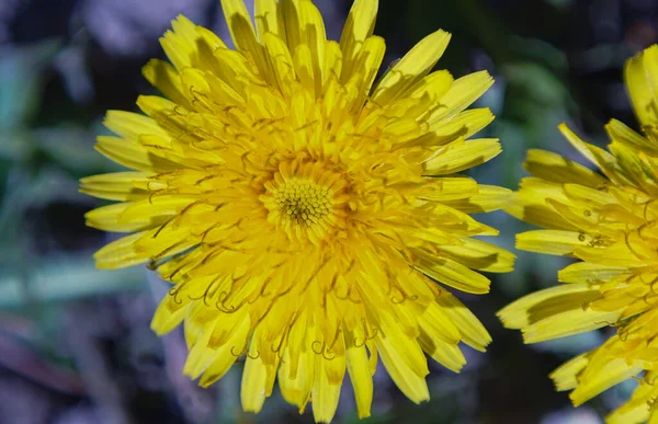 Κίτρινα Λουλούδια Πικραλίδα Ανοίγουν — Φωτογραφία Αρχείου