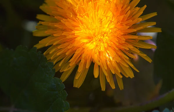 Yellow Flower Macro Image Pops — Foto Stock