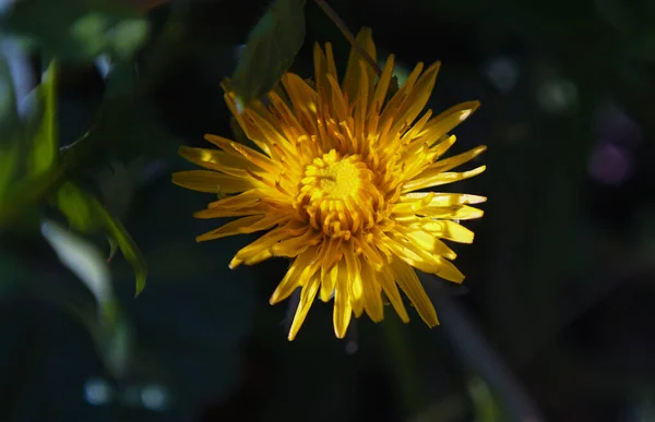 Жовті Квіти Кульбаби Відкриваються — стокове фото