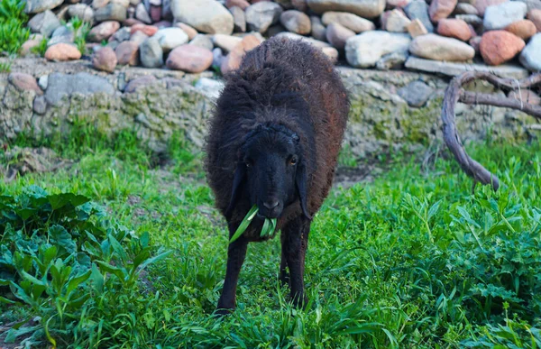 Carnero Negro Está Pastando Campo —  Fotos de Stock