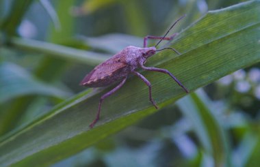                 Yaprağın kahverengi bir böceği var, kağıdın makro görüntüsü.               