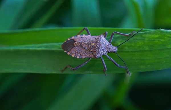 Leaf Has Brown Beetle Macro Image Paper — ストック写真