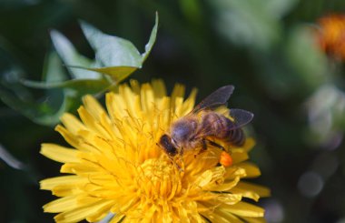                Arılar sarı bir çiçekte bal topluyor.                