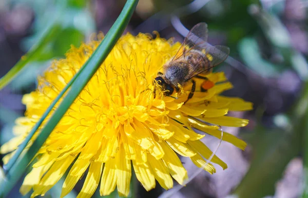                    Arılar sarı bir çiçekte bal topluyor.            