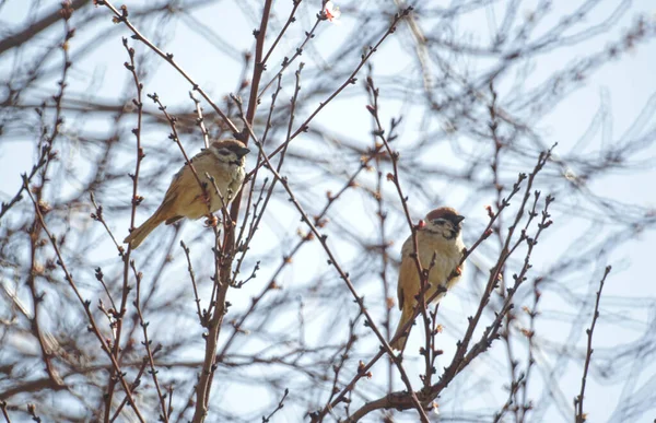 Small Birds Resting Tree Branches — Stok fotoğraf