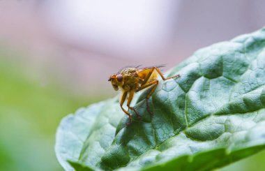 Büyük sarı bir sinek yaprağın üzerinde duruyor.    