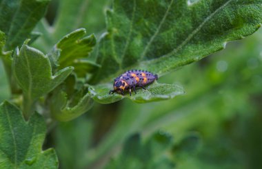                                Çiçek yaprağındaki kıllı solucanın siyah noktaları var.