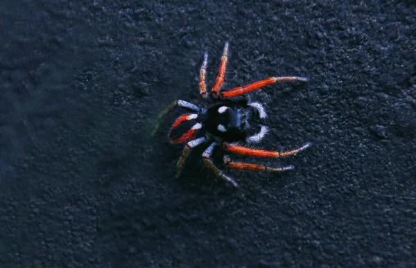 Macro Image Hairy Red Spider Black Background — Stockfoto