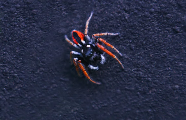 Macro Image Hairy Red Spider Black Background — ストック写真