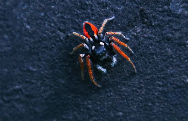 Macro Image Hairy Red Spider Black Background — Fotografia de Stock