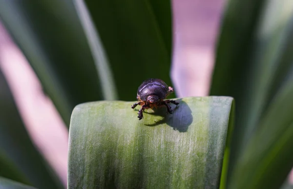 Makro Obrázek Velkého Černého Brouka Rostlinném Listu — Stock fotografie