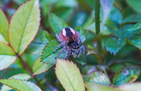 一只毛茸茸的大蜘蛛爬在花枝上 — 图库照片