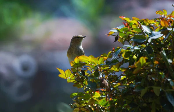 Small Bird Rose Branch Hunting Flies — Stock Photo, Image