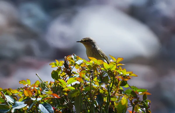 Small Bird Rose Branch Hunting Flies — Photo