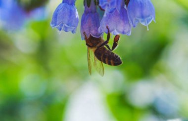                       Çiçeğe asılmış arıların makro görüntüsü.         