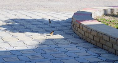                                Kuşlar yiyecek arıyor, sokakta iki kuş.