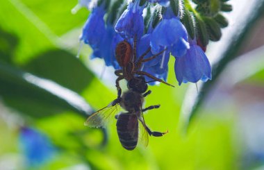               Örümcek arıları yakaladı, bir makro görüntü.                 
