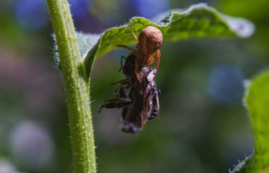                                Örümcek arıları yakaladı, bir makro görüntü.    