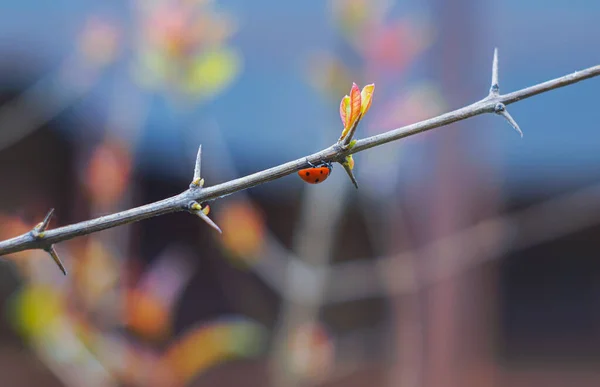 Červený Brouk Kráčí Větvi Granátového Jablka — Stock fotografie