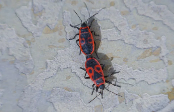 Macro Image Red Beetles Clinging Each Other — Photo