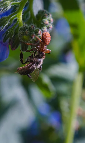 Spider Caught Bees Macro Image — стоковое фото