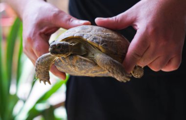             The tortoise is in human hands, a large tortoise                   