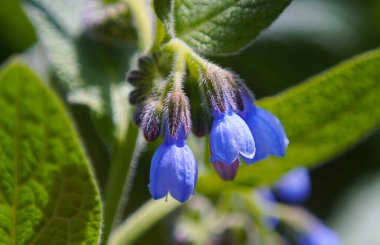                           Hava renkli çan çiçeklerinin makro görüntüsü     