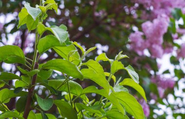                 Elma tomurcukları yaprak yazıyor.              