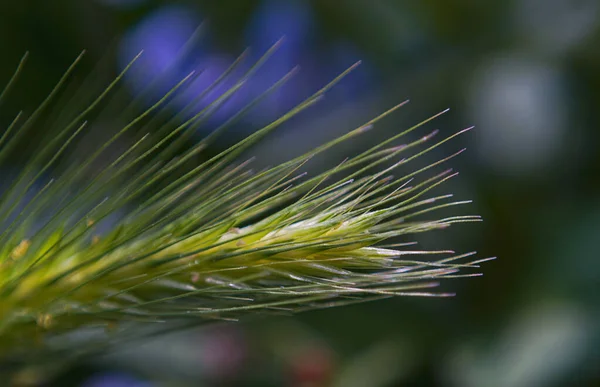 Imagen Macro Los Brotes Planta Cebada — Foto de Stock