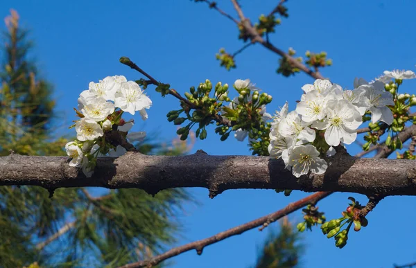 Kirschbaum Zweige Blütenknospen Sonnenlicht — Stockfoto
