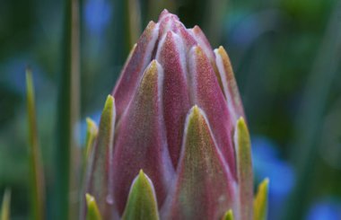                           Büyük dracena çiçek tomurcuklarının makro görüntüsü        