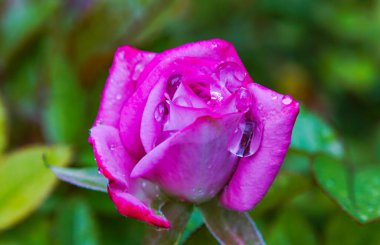                Pembe bir gül üzerindeki su damlacıklarının makro görüntüsü                