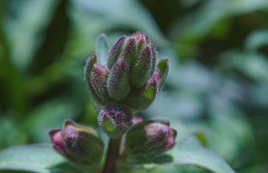                      Kıllı çiçek tomurcuklarının makro görüntüsü          