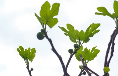                İncir dalında incir, olgunlaşmamış incir.                        