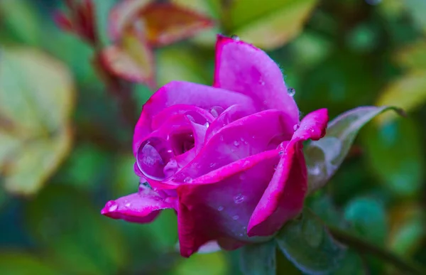 Imagem Macro Gotas Água Uma Rosa Rosa — Fotografia de Stock