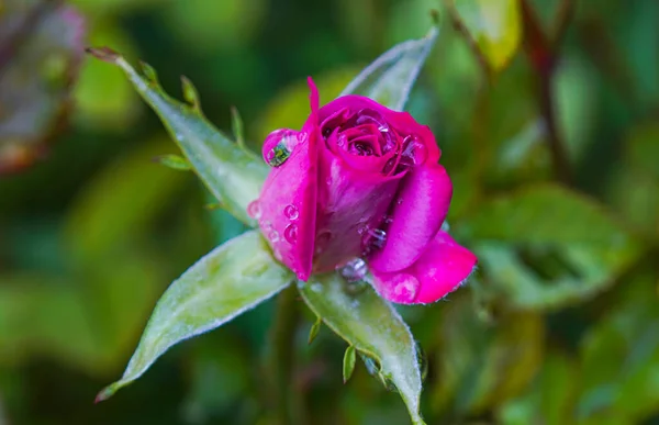 Imagem Macro Gotas Água Uma Rosa Rosa — Fotografia de Stock