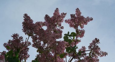                    Siren ağacı dalları açar ve gökyüzü mavidir            