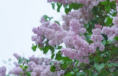                 Siren ağacı dalları açar ve gökyüzü mavidir               