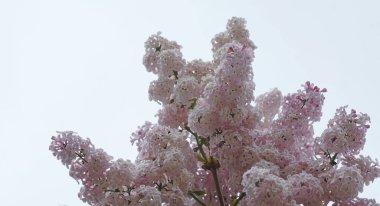               Siren ağacı dalları açar ve gökyüzü mavidir                 