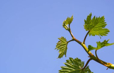                     Üzüm tomurcukları, yeni yetişen üzüm tomurcukları          