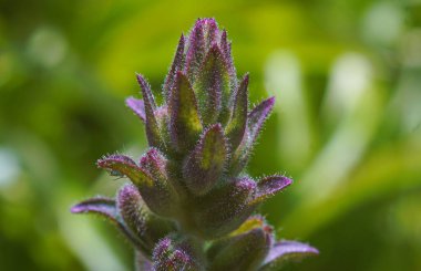                    Kıllı çiçek tomurcuklarının makro görüntüsü            