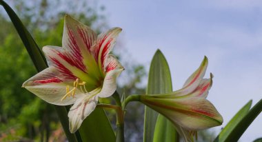                           Büyük çan çiçekleri açık beyaz     