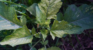                           Büyük yapraklı bitki tomurcuklarının makro görüntüsü     